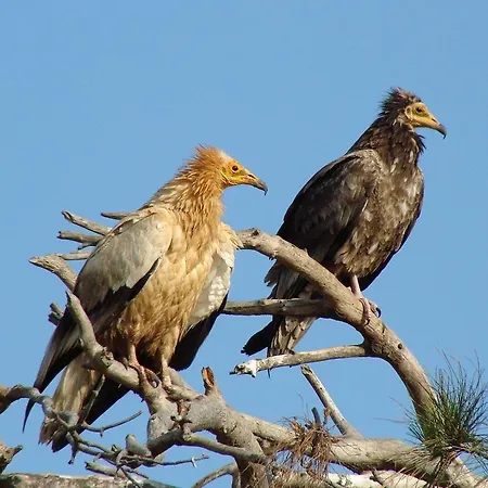 Olympios Zeus מלון 3*